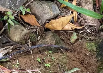 Frustrado atentado contra el Derecho Internacional Humanitario en el Valle del Cauca