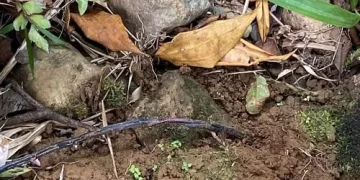 Frustrado atentado contra el Derecho Internacional Humanitario en el Valle del Cauca