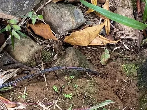 Frustrado atentado contra el Derecho Internacional Humanitario en el Valle del Cauca