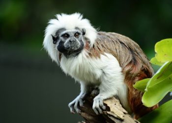 Barranquilla gestionará crédito de USD 50 millones para recuperación de biodiversidad