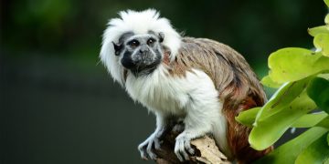 Barranquilla gestionará crédito de USD 50 millones para recuperación de biodiversidad