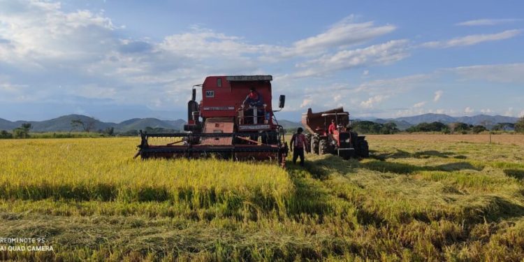 “El gobierno y la gran industria quieren acabar con el arroz colombiano”: arroceros anuncian paro nacional desde el 14 de julio
