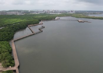 Con actividades ecológicas y estrategias de preservación, Distrito conmemorará el Día Internacional de la Defensa del Manglar