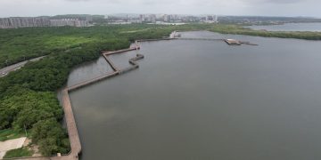 Con actividades ecológicas y estrategias de preservación, Distrito conmemorará el Día Internacional de la Defensa del Manglar