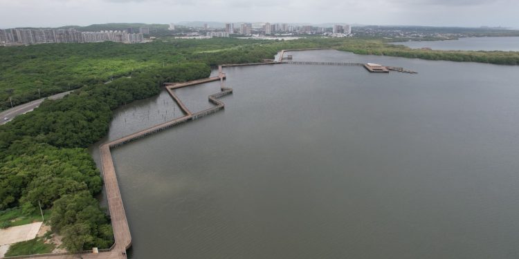 Con actividades ecológicas y estrategias de preservación, Distrito conmemorará el Día Internacional de la Defensa del Manglar