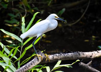 Barranquilla es silvestre: la ciénaga de Mallorquín celebra el Día Mundial de la Fauna exaltando su biodiversidad