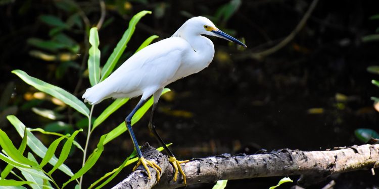 Barranquilla es silvestre: la ciénaga de Mallorquín celebra el Día Mundial de la Fauna exaltando su biodiversidad