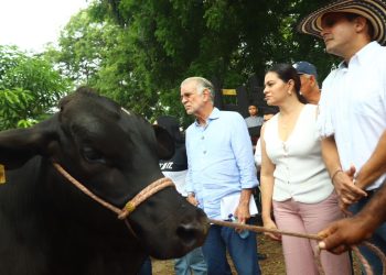 Ganadería con pedigrí: Atlántico pone a parir vacas de élite para revolucionar el campo