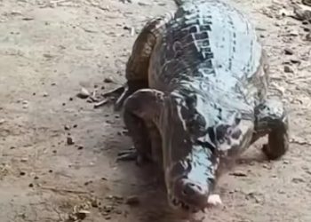Rescatan a ‘Juancho’, babilla de 200 kilos alimentada como mascota en Mompox