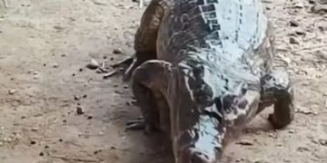 Rescatan a ‘Juancho’, babilla de 200 kilos alimentada como mascota en Mompox