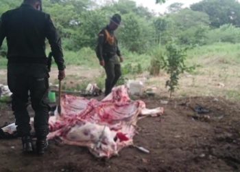 Desmantelan matadero clandestino en Baranoa: dos capturados y 150 kilos de carne incautada