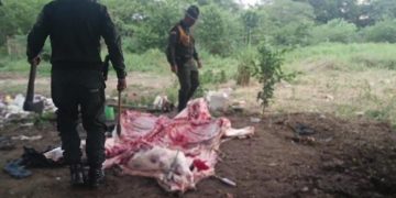 Desmantelan matadero clandestino en Baranoa: dos capturados y 150 kilos de carne incautada