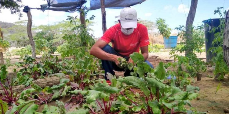 Agroecología: clave para garantizar el acceso a alimentos en La Guajira