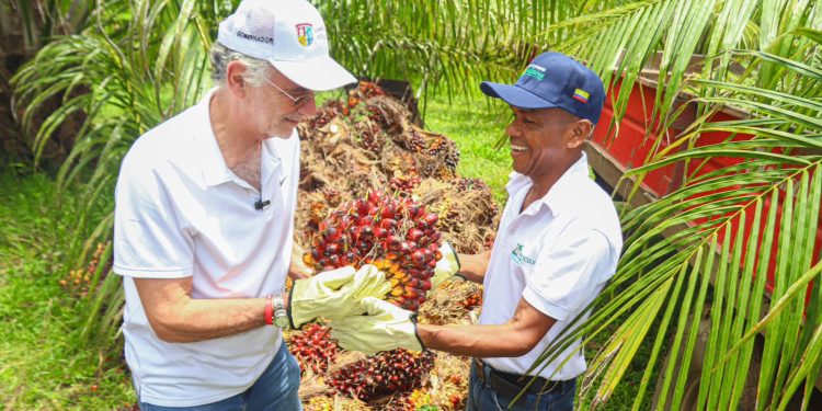 Gobernador Verano impulsa el agro a través de 2.062 hectáreas sembradas en palma, plátano y limón Tahití