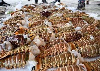 Armada de Colombia frustra pesca ilegal en aguas del Archipiélago de San Andrés: incautan langostas y capturan a cinco nicaragüenses