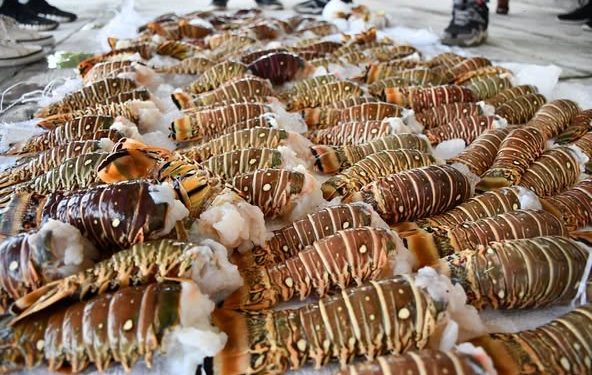 Armada de Colombia frustra pesca ilegal en aguas del Archipiélago de San Andrés: incautan langostas y capturan a cinco nicaragüenses