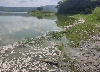 Alarma en la Laguna de Luruaco: mueren cientos de mojarras doradas y pescadores claman por atención urgente