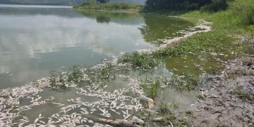 Alarma en la Laguna de Luruaco: mueren cientos de mojarras doradas y pescadores claman por atención urgente