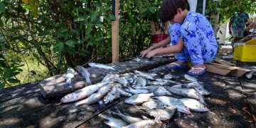 Mortandad de peces en la ciénaga Los Manatíes por baja de oxígeno alerta a la comunidad