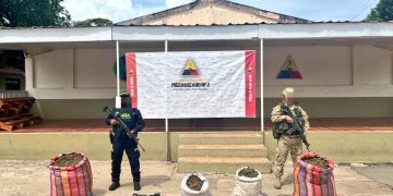 Ejército y Policía incautan media tonelada de marihuana en La Guajira