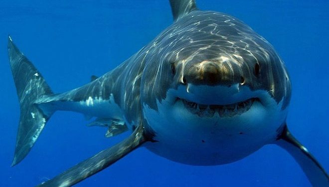 Niña de ocho años perdió parte de su pierna tras ataque de tiburón en una playa de Texas