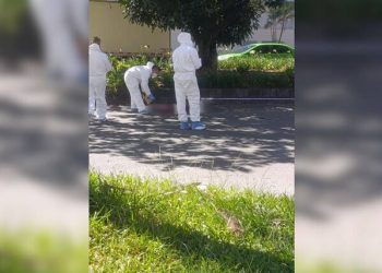 Hombre cayó de un árbol mientras recogía mangos y murió arrollado por un carro en Envigado