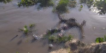 Hallan cadáver de un hombre flotando en el río Magdalena, en el sector de Bocas de Ceniza