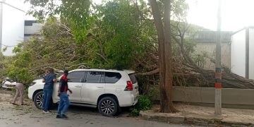 Ni viento, ni lluvia… solo abandono: árbol cae sobre carros en Los Andes y nadie responde