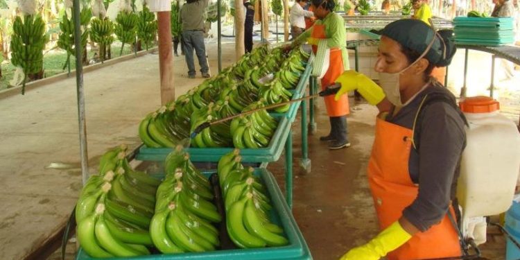 El banano colombiano respira con fuerza: exportaciones suben 22 % en primer semestre de 2025