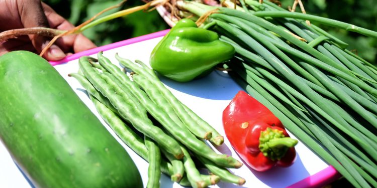 Barranquilla celebra el Día Mundial de la Agricultura fortaleciendo su compromiso con la seguridad alimentaria y el medioambiente