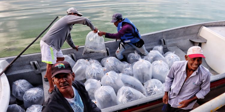 FAO otorga reconocimiento al ‘Plan + Pescao’ por su aporte a los sistemas alimentarios acuáticos sostenibles