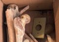 Impactante hallazgo de doce cráneos y otros huesos humanos dentro de un apartamento en São Paulo