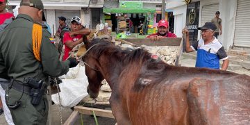 Capturado hombre de 62 años en Sabanalarga por severo maltrato animal a un caballo desnutrido