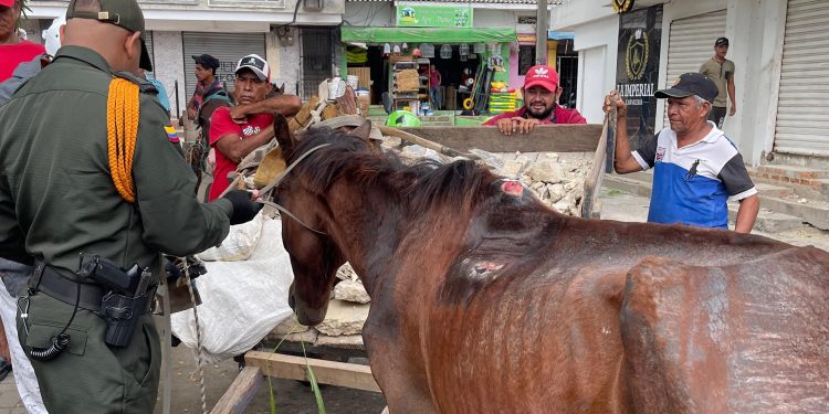Capturado hombre de 62 años en Sabanalarga por severo maltrato animal a un caballo desnutrido