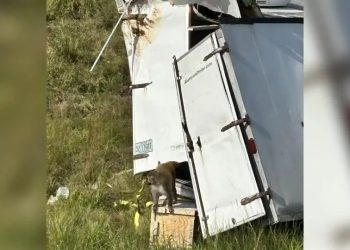 Autoridades en EE. UU. buscan a monos infectados que escaparon tras accidente de camión