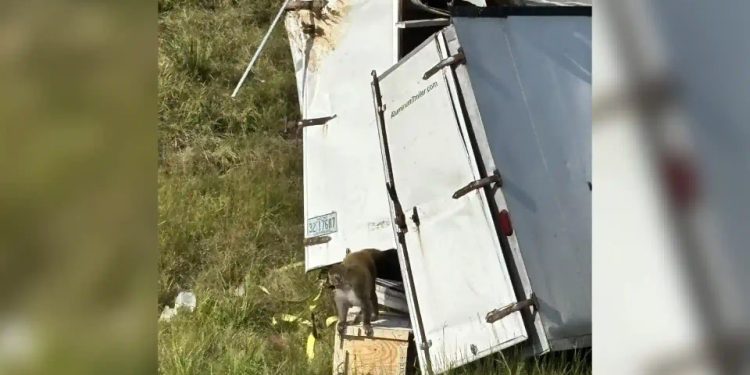 Autoridades en EE. UU. buscan a monos infectados que escaparon tras accidente de camión