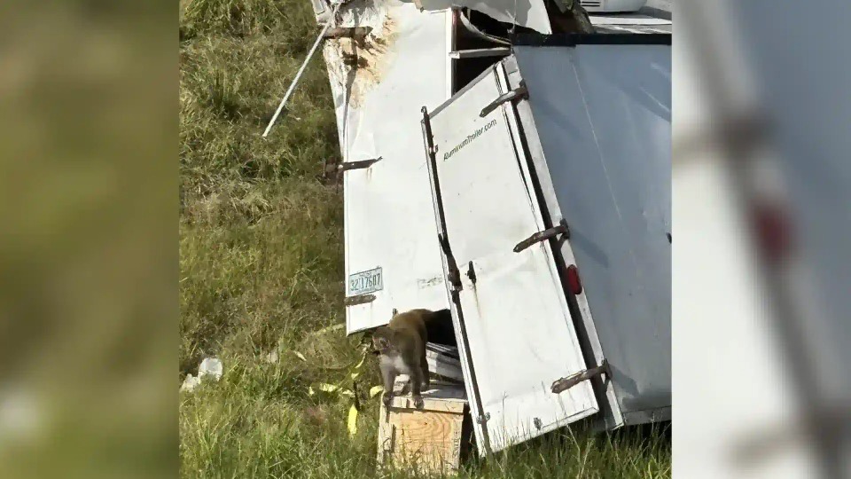 Autoridades en EE. UU. buscan a monos infectados que escaparon tras accidente de camión