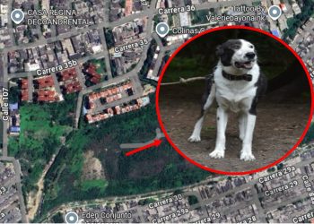 Denuncian que un perro estaría amarrado y abandonado en lote baldío del barrio Las Estrellas