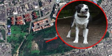 Denuncian que un perro estaría amarrado y abandonado en lote baldío del barrio Las Estrellas
