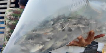 Atlántico fortalece la pesca artesanal con nuevo repoblamiento de alevinos en La Peña