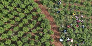 Colombia habría producido más de 3.000 toneladas de cocaína en 2024, según informe de la ONU