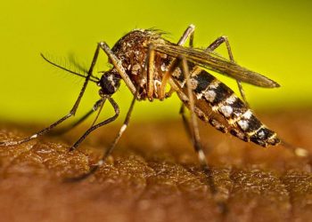 La Fiebre Amarilla vuelve al radar: deforestación y clima reactivan un virus que nunca se fue