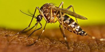 La Fiebre Amarilla vuelve al radar: deforestación y clima reactivan un virus que nunca se fue