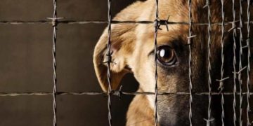 Perro fue asesinado en Rionegro en un nuevo caso de crueldad animal en Antioquia