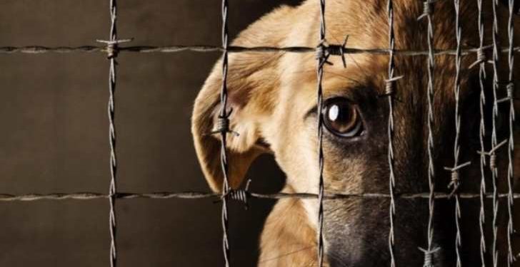 Perro fue asesinado en Rionegro en un nuevo caso de crueldad animal en Antioquia