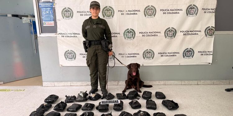 Incautan 21 kilos de marihuana en empresa de envíos en Barranquilla