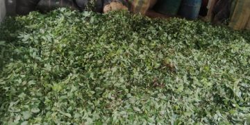 Destruyen laboratorio para producción de pasta base de coca en Tierralta y afectan finanzas del Clan del Golfo