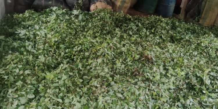 Destruyen laboratorio para producción de pasta base de coca en Tierralta y afectan finanzas del Clan del Golfo