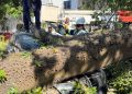 Caída de gigantesco árbol de bonga provoca emergencia y deja 15 vehículos afectados en El Silencio