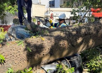 Caída de gigantesco árbol de bonga provoca emergencia y deja 15 vehículos afectados en El Silencio